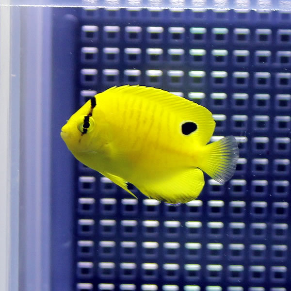 シテンヤッコ幼魚斑  3-5cm± !海水魚 ヤッコ  (t111