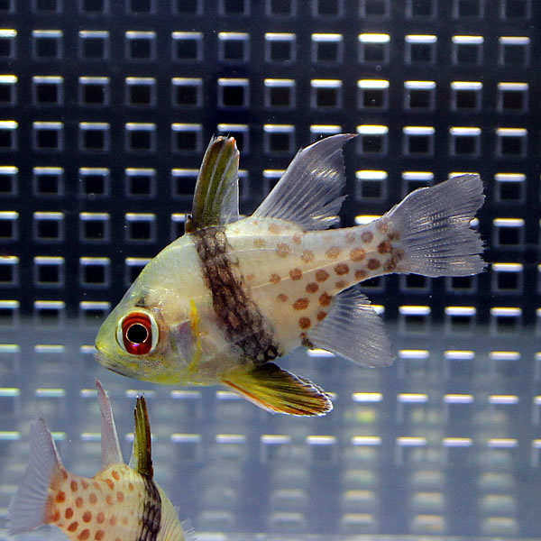 マンジュウイシモチ 3-4cm! 海水魚 テンジクダイ 15時までのご注文で当日発送(t116