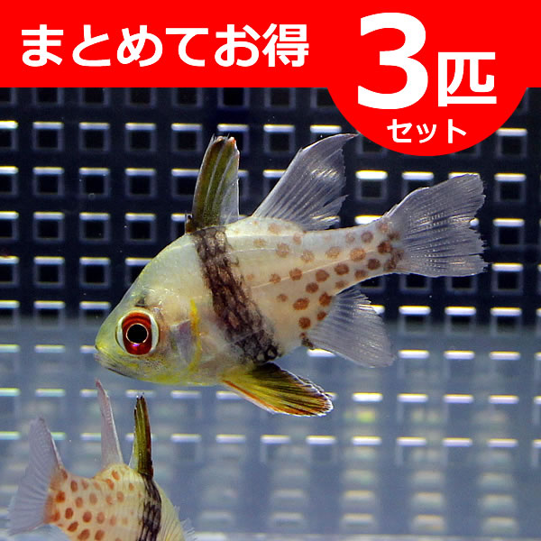 マンジュウイシモチ 3-4cm【3匹】!  海水魚 テンジクダイ 15時までのご注文で当日発送(t116