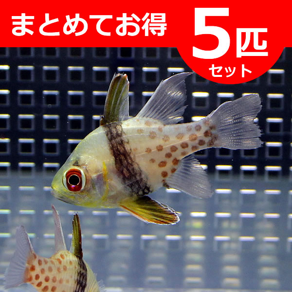 マンジュウイシモチ 3-5cm【5匹】! 海水魚 テンジクダイ 15時までのご注文で当日発送(t116