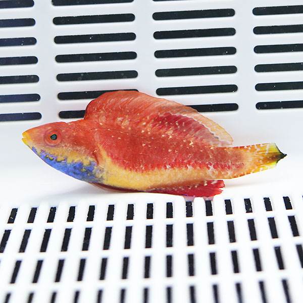 セイルフィンフェアリーラス♂ 6-8cm±! 15時までのご注文で当日発送 海水魚 ベラ(t122