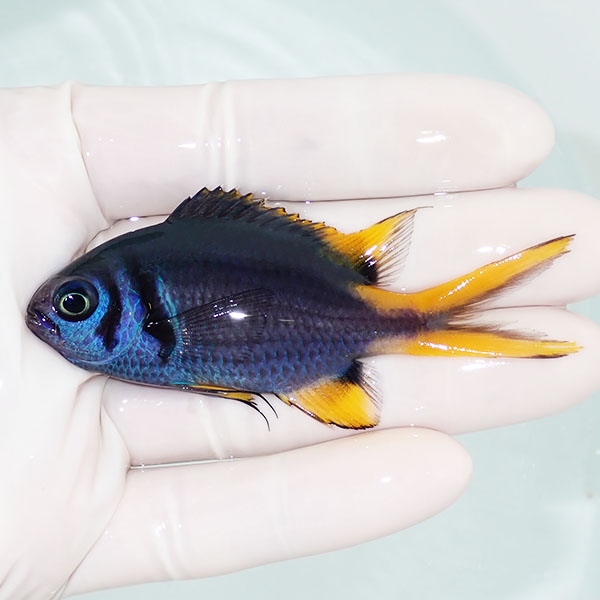 【現物1】カンザシスズメダイ 7.5cm±! 海水魚 スズメダイ15時までのご注文で当日発送(t117