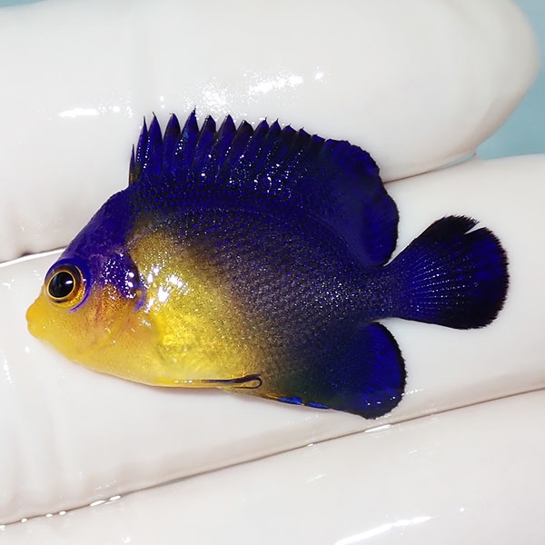 【現物7】スミレヤッコ 3.5cm±! 海水魚 ヤッコ 15時までのご注文で当日発送(t111