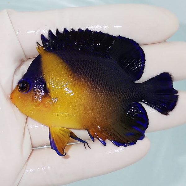 【現物9】スミレヤッコ 7cm±! 海水魚 ヤッコ 15時までのご注文で当日発送(t111