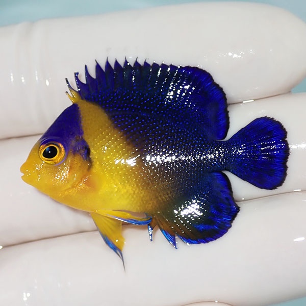 【現物8】スミレヤッコ 4.5cm±! 海水魚 ヤッコ 15時までのご注文で当日発送(t111