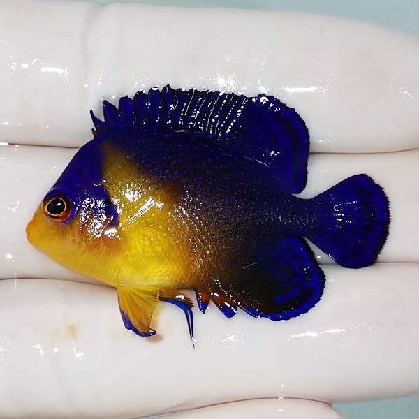 【現物17】スミレヤッコ 4.5cm±! 海水魚 ヤッコ 15時までのご注文で当日発送(t111