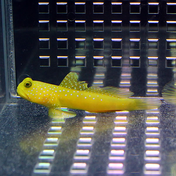 ギンガハゼ イエロー 3-5cm±!海水魚 ハゼ 餌付け 15時までのご注文で当日発送(t121