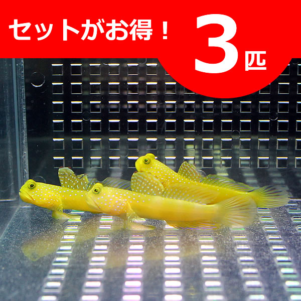 ギンガハゼ イエロー 3-5cm± ３匹セット 海水魚 ハゼ! 餌付け 15時までのご注文で当日発送(t121