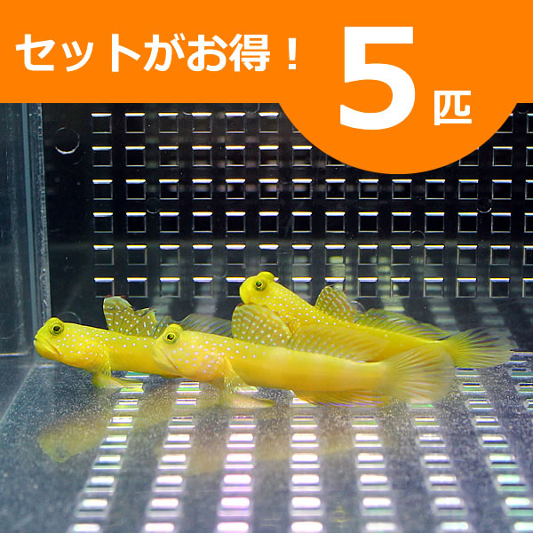 ギンガハゼ イエロー 3-5cm± ５匹セット !海水魚 ハゼ 餌付け 15時までのご注文で当日発送(t121