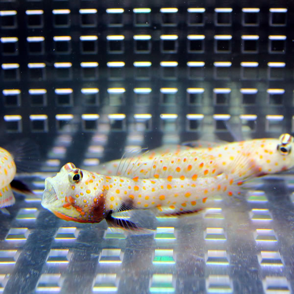 ヤマブキハゼ 4-6cm± !海水魚 ハゼ 餌付け 15時までのご注文で当日発送(t121