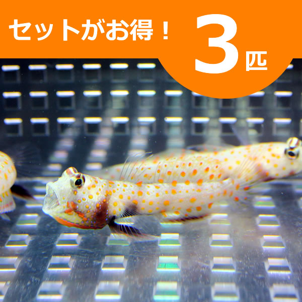 ヤマブキハゼ 4-6cm± ３匹セット 海水魚 ハゼ! 餌付け 15時までのご注文で当日発送(t121