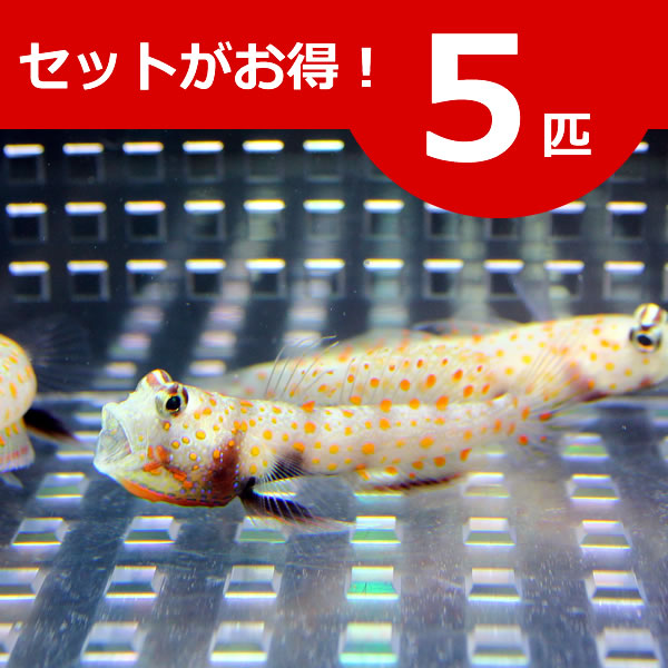 ヤマブキハゼ 4-6cm± ５匹セット 海水魚 ハゼ! 餌付け 15時までのご注文で当日発送(t121