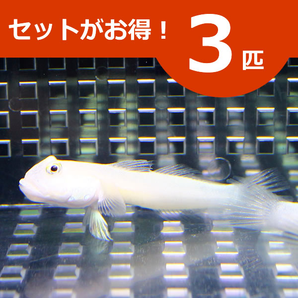 ミズタマハゼ ３匹セット !海水魚 ハゼ 餌付け 15時までのご注文で当日発送(t121
