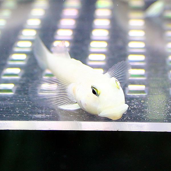 ミズタマハゼ 7-9cm±海水魚 ハゼ !残餌対策 15時までのご注文で当日発送(t121