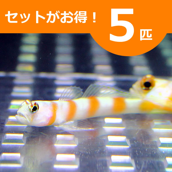 ヤノダテハゼ 5匹セット ! 海水魚 ハゼ 15時までのご注文で当日発送(t121