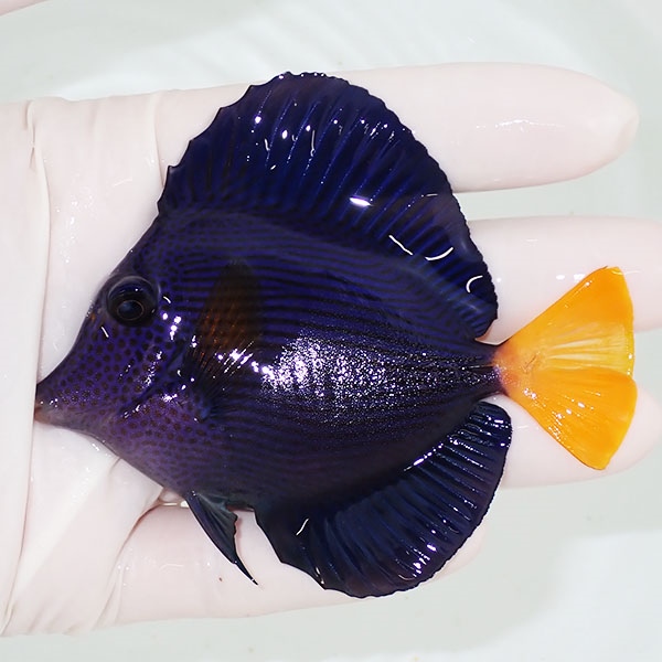 【現物】粒エサOK パープルタン 9cm±! 海水魚 ハギ !15時までのご注文で当日発送【ハギ】(t119(t207