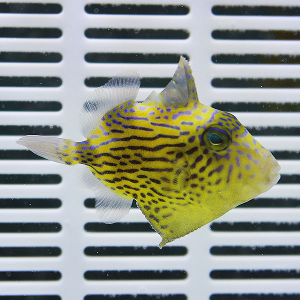 イソモンガラ 6-8cm±海水魚 ハギ 餌付け・ 15時までのご注文で当日発送【モンガラ】(t119