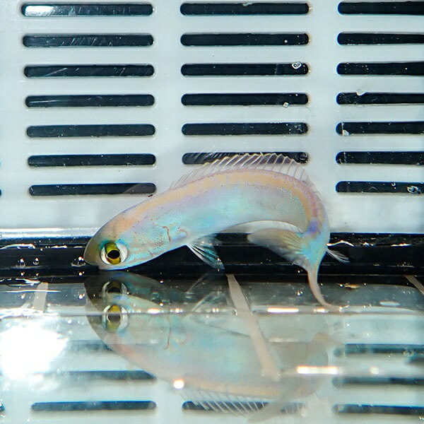 タマムシサンゴアマダイ 5-7cm± ! 15時までのご注文で当日発送【フエダイ】