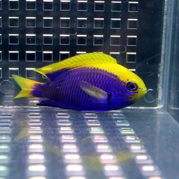 セナキルリスズメダイ 4-5cm± !海水魚 スズメダイ 餌付け済み !15時までのご注文で当日発送(t117