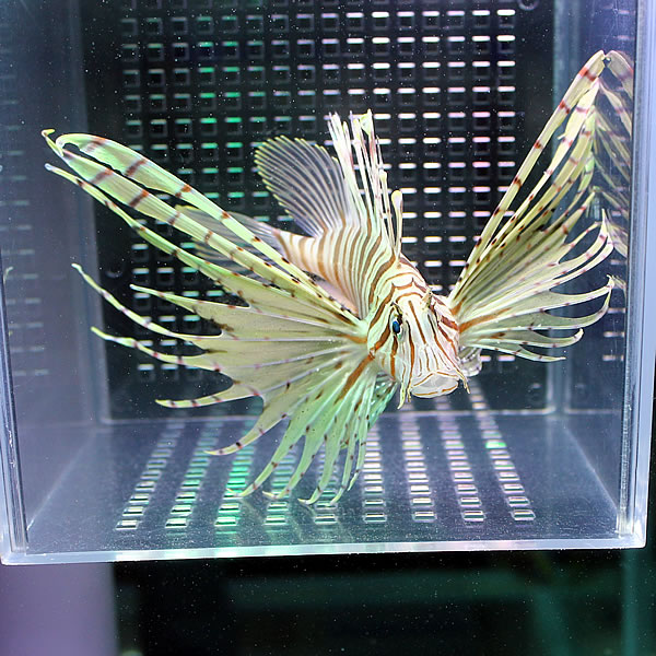 ミノカサゴ 10-12cm± カサゴ 海水魚 ! 15時までのご注文で当日発送【カサゴ】