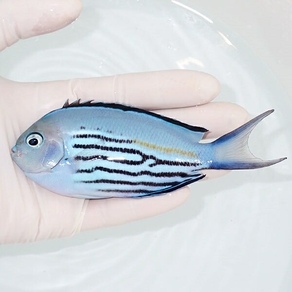 【現物2】 ヒレナガヤッコ ♂  12cm± ! 海水魚 ヤッコ 15時までのご注文で当日発送(t111(t207
