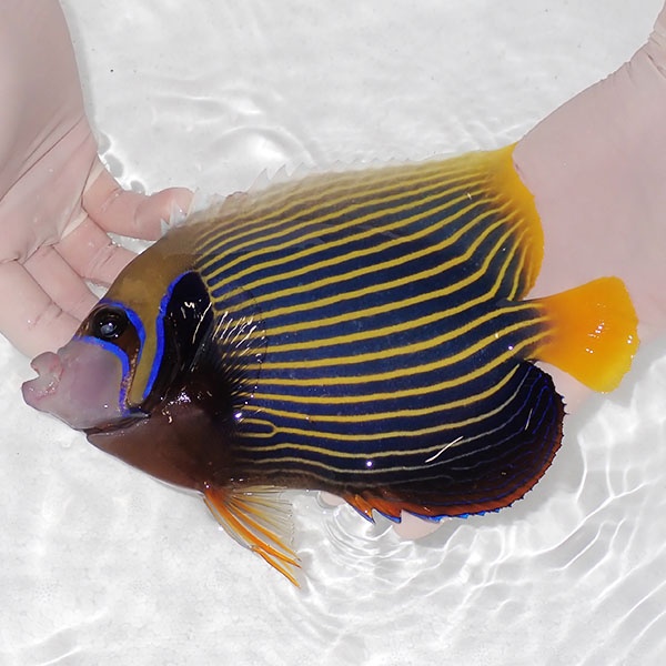 【現物1】スレかけあり 粒エサOK タテジマキンチャクダイ 21.5cm±!海水魚 ヤッコ  15時までのご注文で当日発送(t111(t207