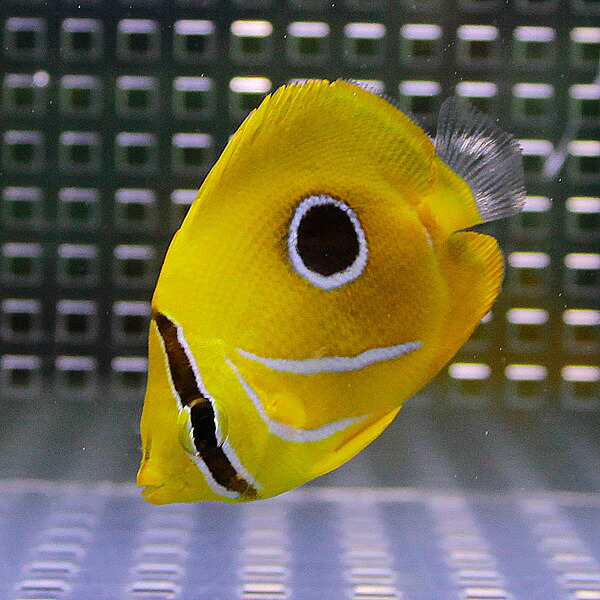 ウミヅキチョウ 6-8cm±! 海水魚 チョウチョウウオ 【餌付け未】15時までのご注文で当日発送(t114