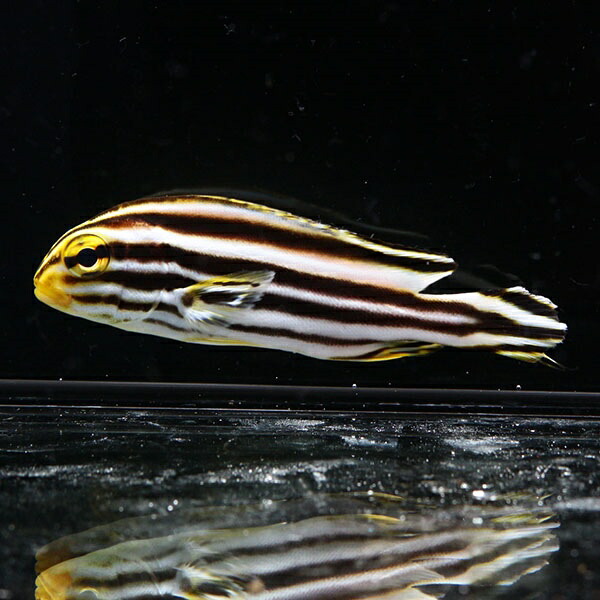 アヤコショウダイ 10-12cm±! 海水魚 コショウダイ 【餌付け】15時までのご注文で当日発送(t208