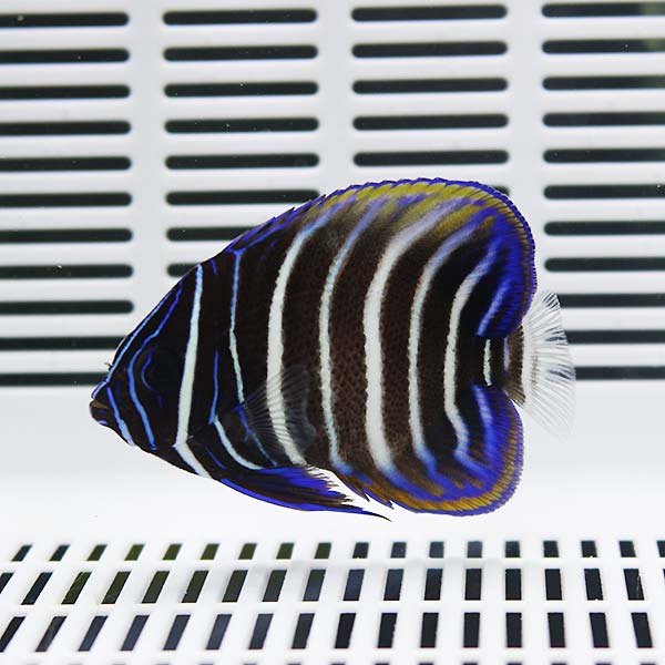 ロクセンヤッコ 4-6cm±! 海水魚 ヤッコ 【餌付け】15時までのご注文で当日発送(t111