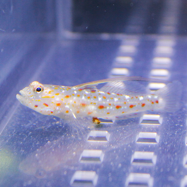 ハタタテシノビハゼ  海水魚 ハゼ!【餌付け】15時までのご注文で当日発送(t121