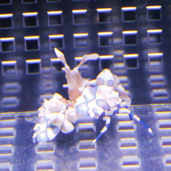 sale フリソデエビ  !【15時までのご注文で当日発送】(t129