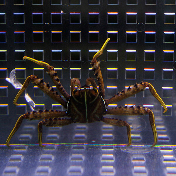 トゲアシガニ 【コケ取りガニ】 !  海水魚 エビ 【15時までのご注文で当日発送】(t129