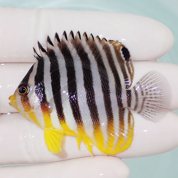 【現物3】シマヤッコ 5.5cm±! 海水魚 生体 15時までのご注文で当日発送(t111(t207