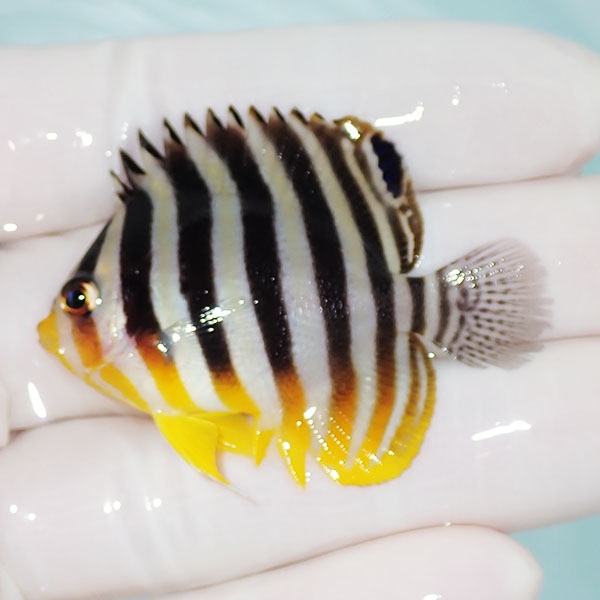 【現物9】シマヤッコ 5cm±! 海水魚 生体 15時までのご注文で当日発送(t111(t207