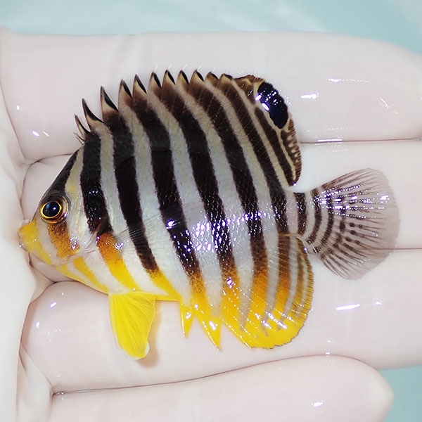 【現物10】シマヤッコ 5.5cm±! 海水魚 生体 15時までのご注文で当日発送(t111(t207