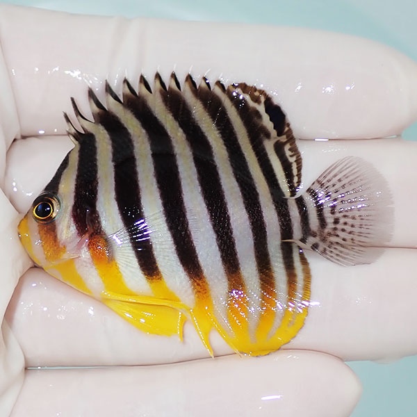 【現物4】シマヤッコ 6cm±! 海水魚 生体 15時までのご注文で当日発送(t111(t207