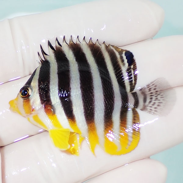 【現物5】シマヤッコ 5cm±! 海水魚 生体 15時までのご注文で当日発送(t111(t207