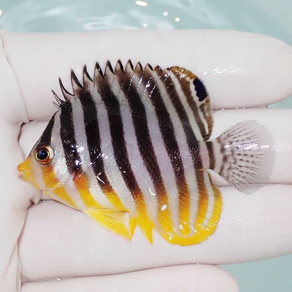 【現物1】シマヤッコ 6cm±! 海水魚 生体 15時までのご注文で当日発送(t111(t207