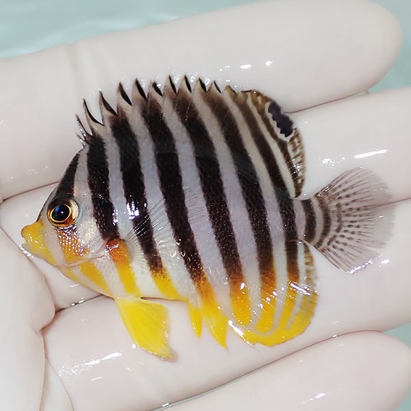 【現物2】シマヤッコ 5.5cm±! 海水魚 生体 15時までのご注文で当日発送(t111(t207