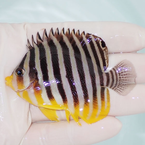 【現物12】シマヤッコ 7.5cm±! 海水魚 生体 15時までのご注文で当日発送(t111(t207