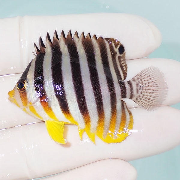 【現物13】シマヤッコ 5.5cm±! 海水魚 生体 15時までのご注文で当日発送(t111(t207