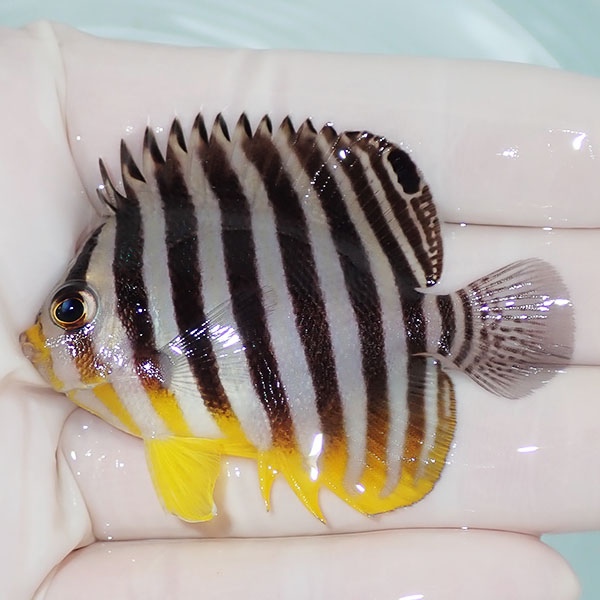 【現物11】シマヤッコ 6cm±! 海水魚 生体 15時までのご注文で当日発送(t111(t207