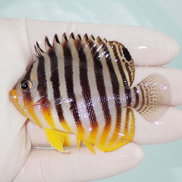 【現物6】シマヤッコ 7cm±! 海水魚 生体 15時までのご注文で当日発送(t111(t207