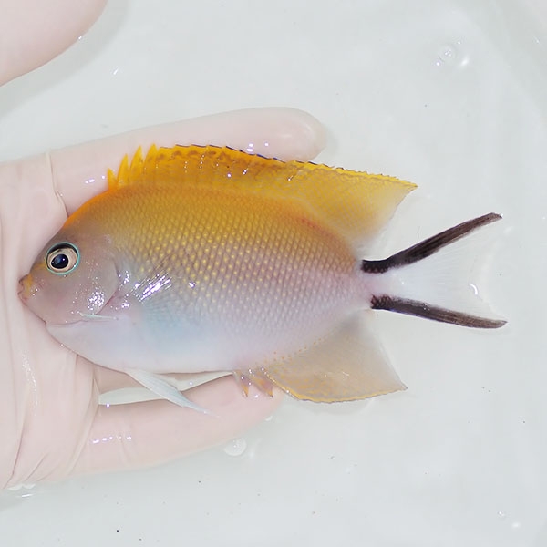 【現物】 BIGヤイトヤッコ ♀  12cm± ! 海水魚 ヤッコ 15時までのご注文で当日発送(t111(t207
