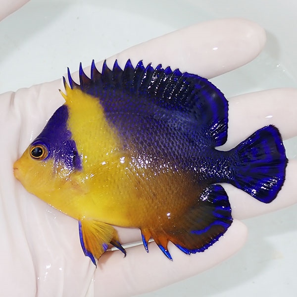 【現物23】スミレヤッコ 9cm±! 海水魚 ヤッコ 15時までのご注文で当日発送(t111
