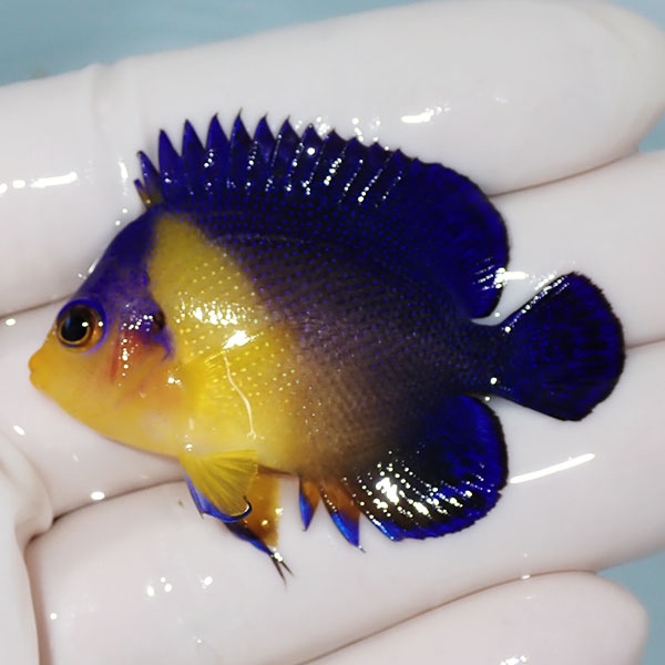 【現物4】スミレヤッコ 5cm±! 海水魚 ヤッコ 15時までのご注文で当日発送(t111