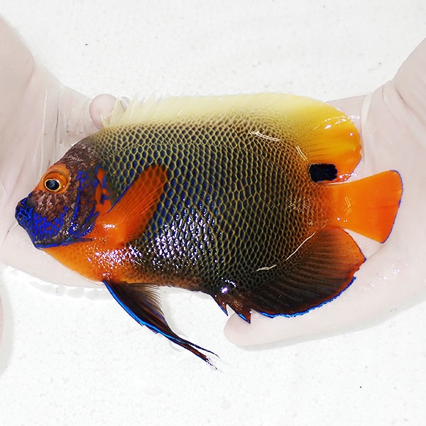 【現物1】 粒エサOK 顔スレ有り アデヤッコ 成魚 16.5cm±! 海水魚 ヤッコ(t111(t207