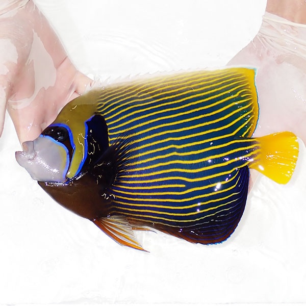 【現物6】タテジマキンチャクダイBIG 26cm±!海水魚 ヤッコ  15時までのご注文で当日発送(t111(t207