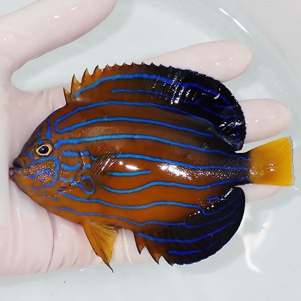 【現物2】キンチャクダイ 12.5cm±!海水魚 ヤッコ  15時までのご注文で当日発送(t111(t207