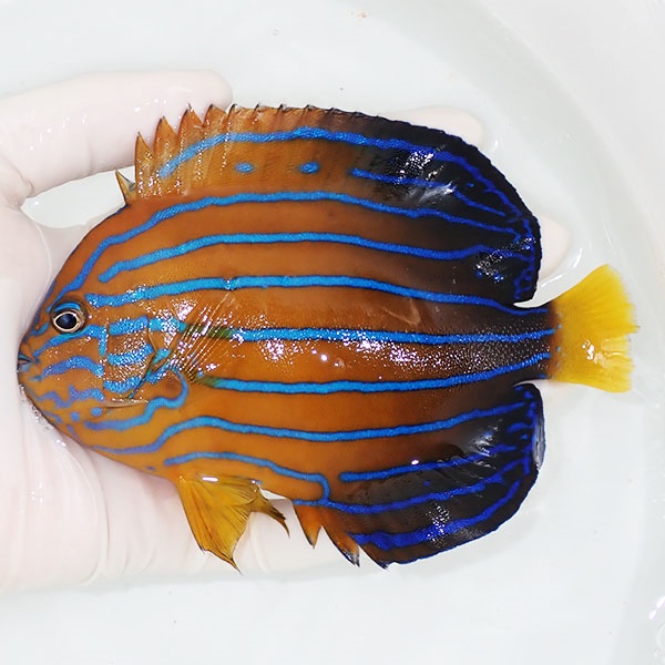 【現物4】キンチャクダイ 14cm±!海水魚 ヤッコ  15時までのご注文で当日発送(t111(t207